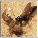 Anoplius viaticus - wegwespe-04.jpg